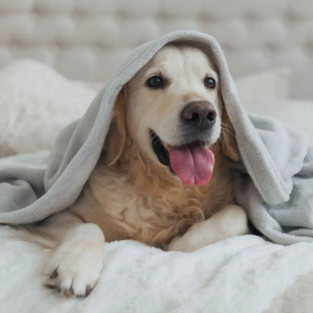 Pet-Friendly Hotels Dubai: Discover the Top 12 Dog-Friendly Stays in the UAE