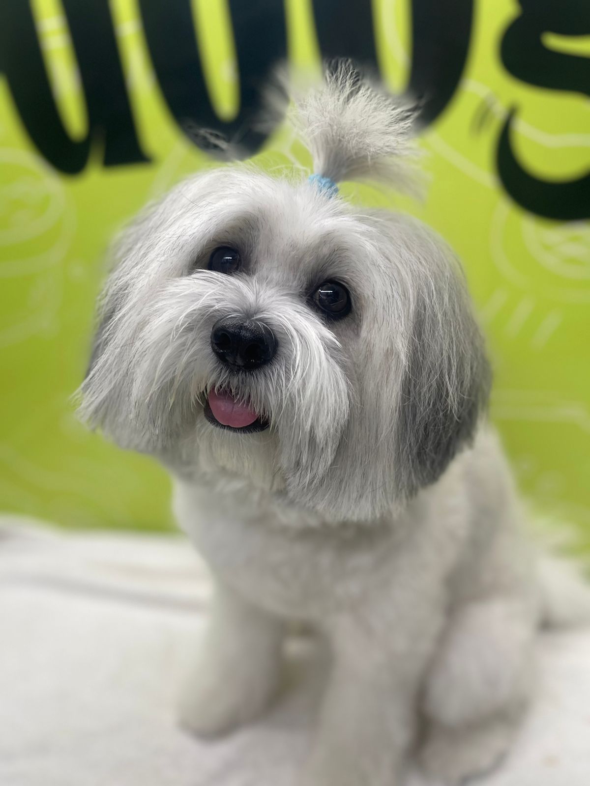 What Does Full-Service Dog Grooming Include