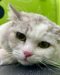 Load image into Gallery viewer, Cat happy after Doog Cat Grooming