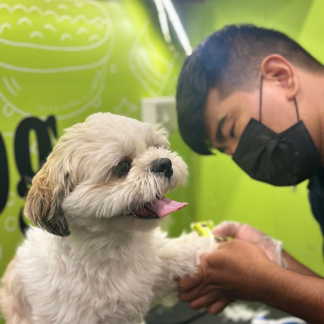 A Doog groomer inside a mobile grooming van, expertly grooming a cute fluffy dog, with grooming tools and a cheerful atmosphere creating a comfortable experience for the pet