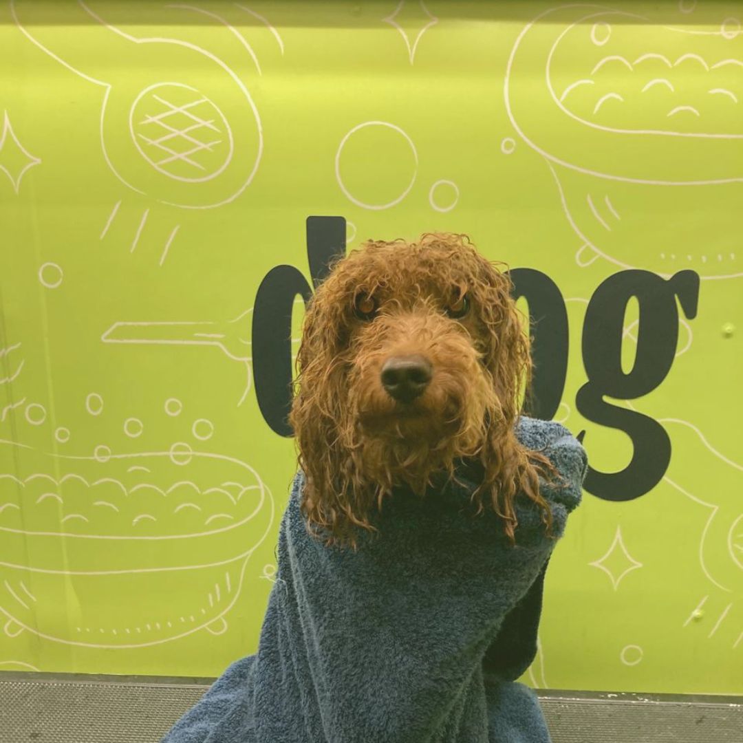 A freshly groomed dog wrapped in a towel after a shower, highlighting the pampering and professional care provided by Doog's grooming services.