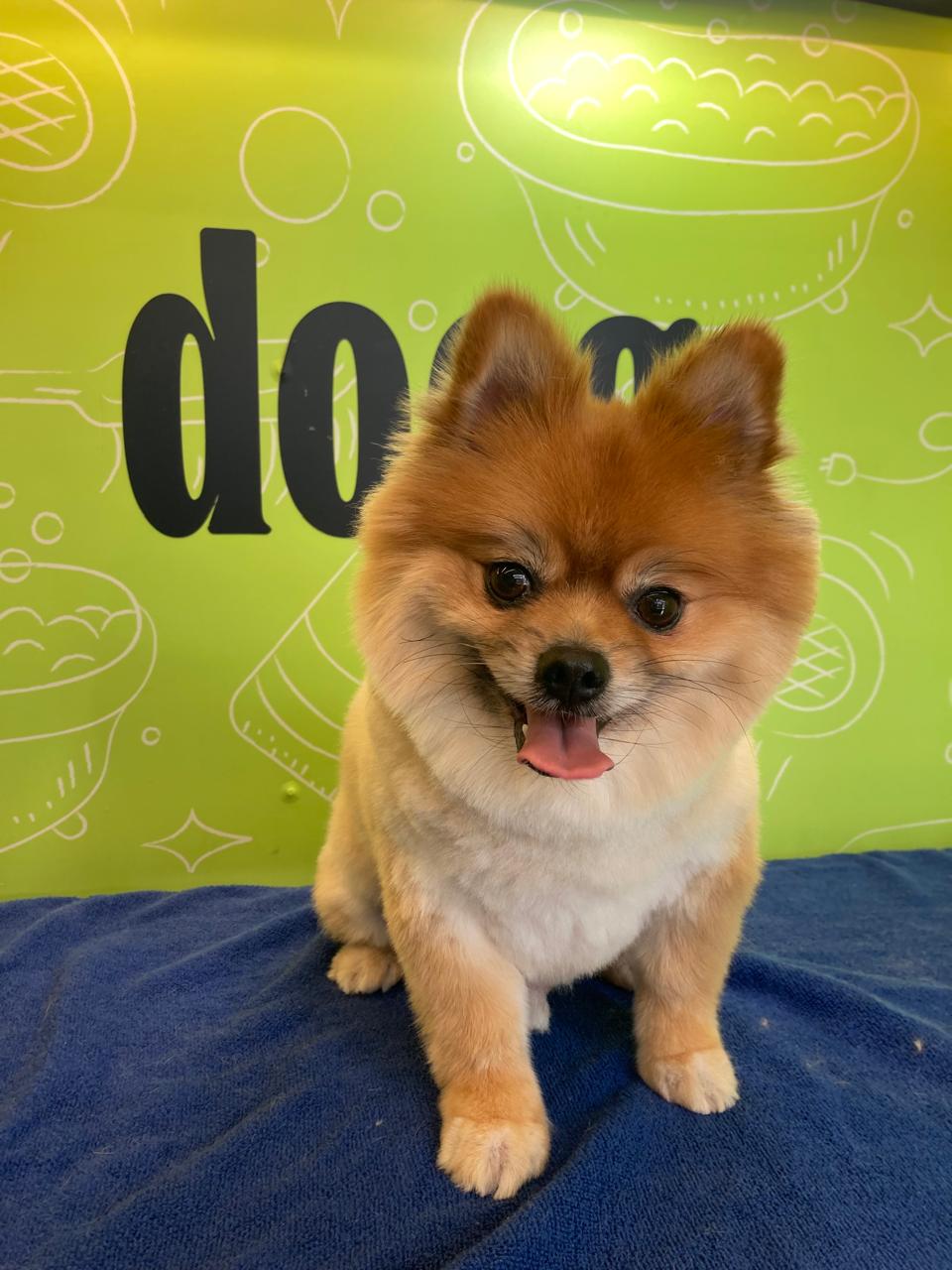 A fluffy Pomeranian posing proudly after a grooming session by Doog, showing off its perfectly styled coat in a cheerful and clean grooming environment.