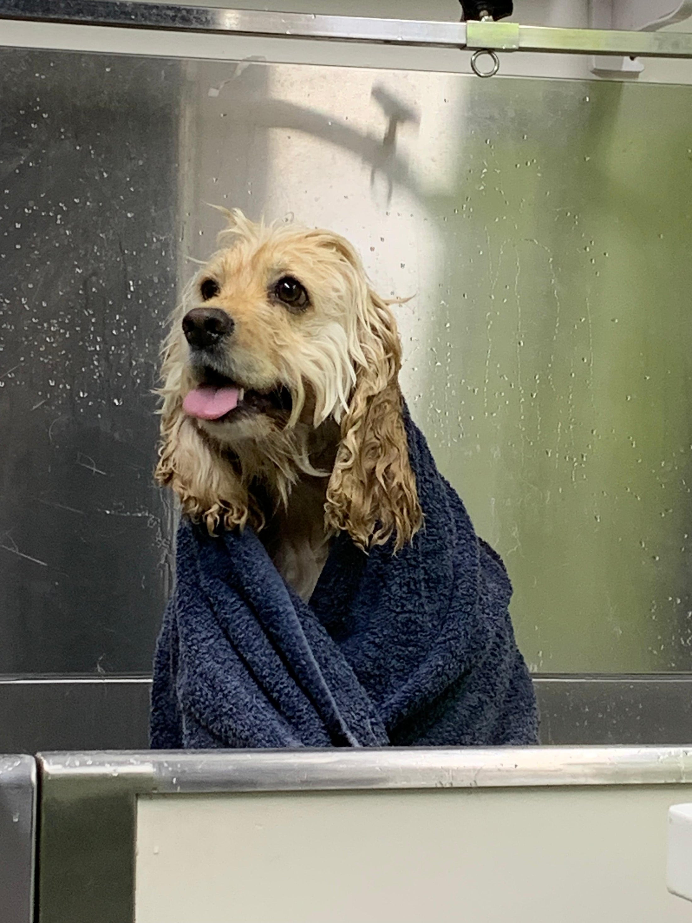 Cute dog getting dried after shower in Doog mobile grooming van