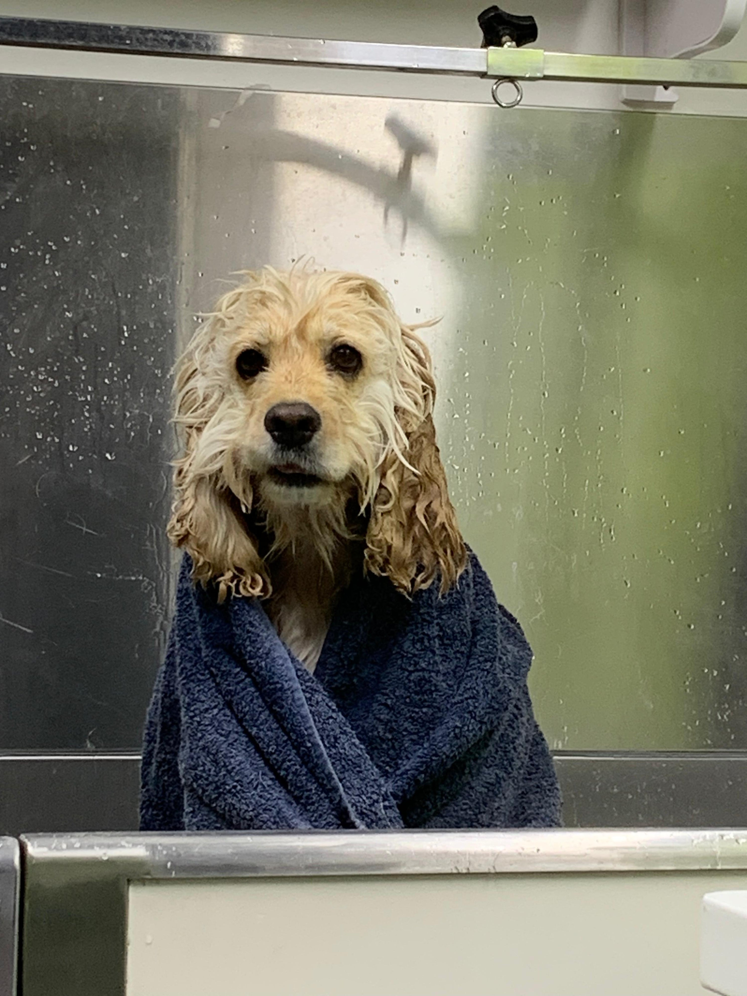 A cute dog wrapped in a soft towel after a shower, with its fur slightly damp and a joyful expression, showcasing the playful side of bath time.