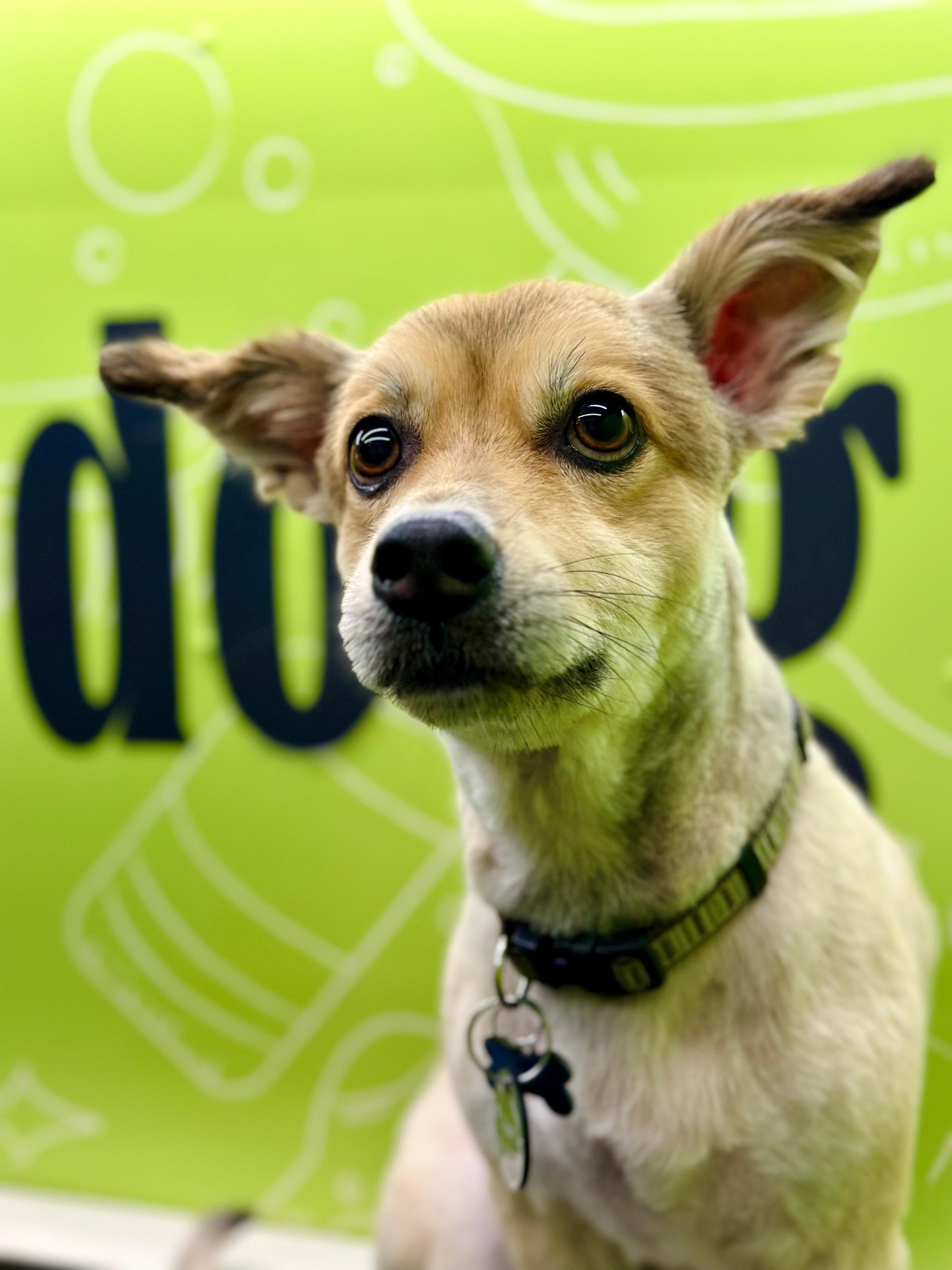 Cute dog ready for grooming in Doog mobile van