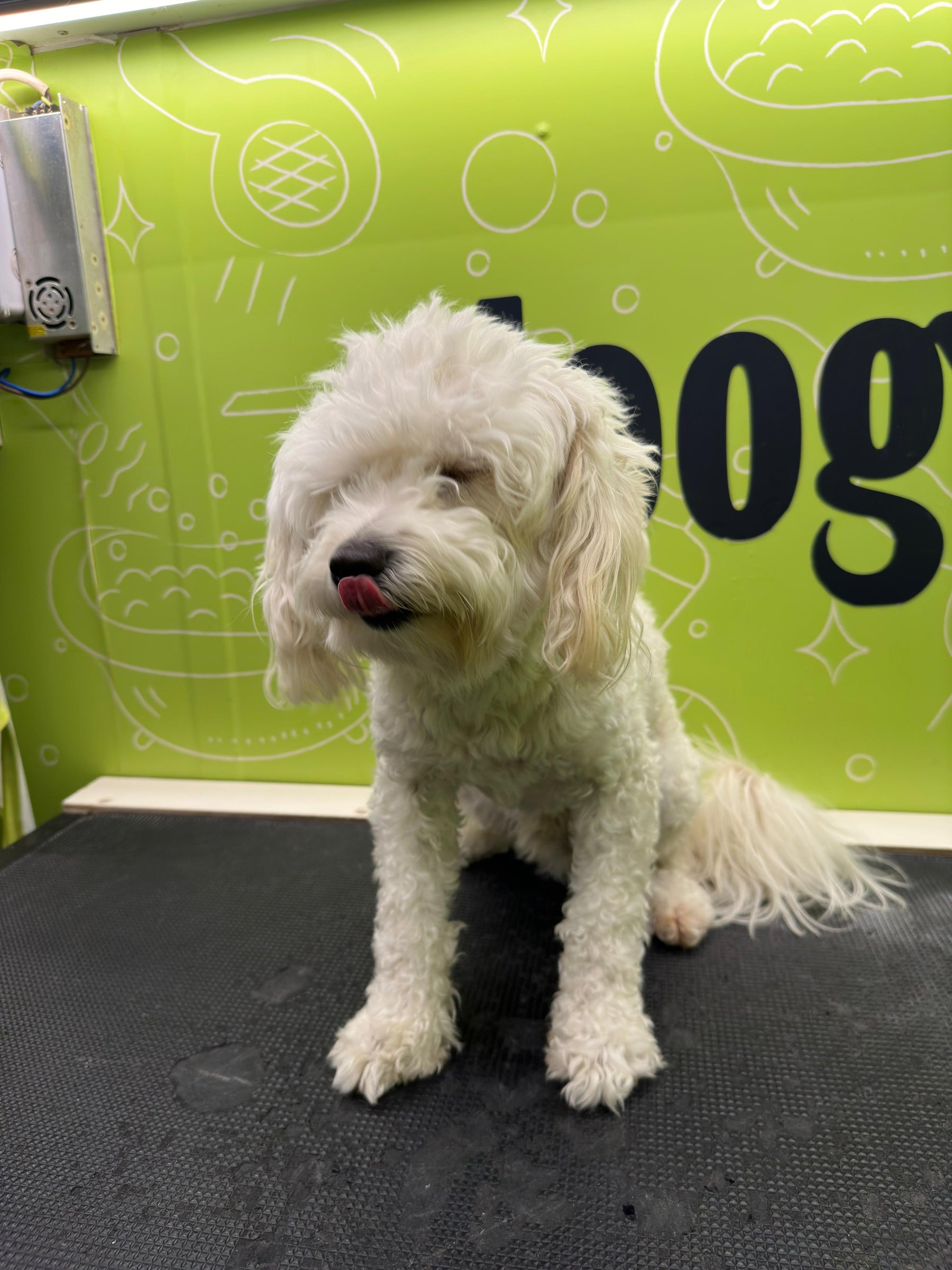 A white fluffy dog before grooming, with its fur looking slightly messy and untrimmed, sitting patiently and ready for a grooming sessi