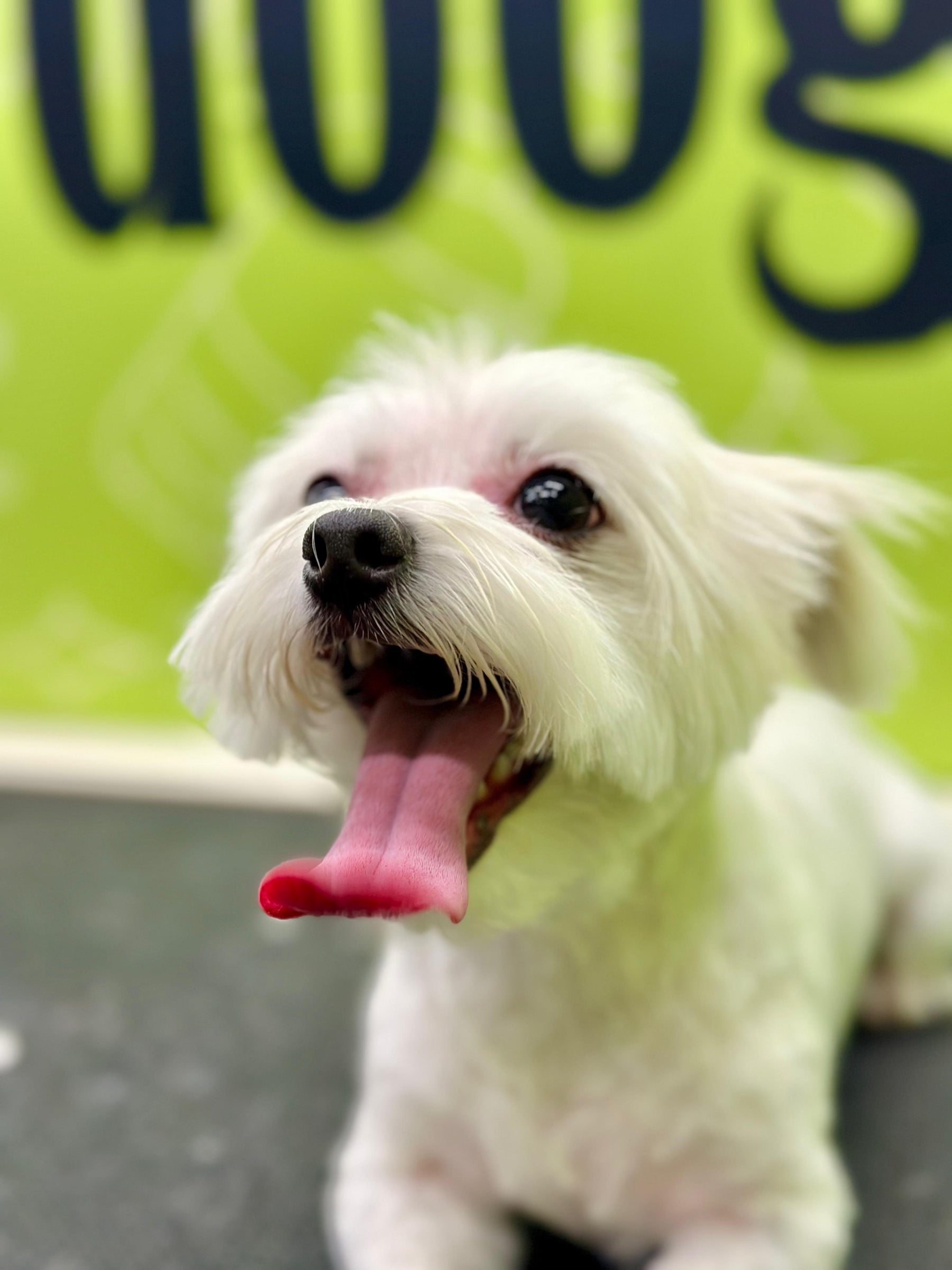 A cute white dog smiling happily after a grooming session, showing off its clean and fluffy coat in a cheerful and bright setting.