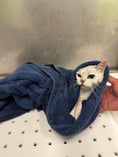 Load image into Gallery viewer, Drying cat after a shower in Doog Mobile Grooming