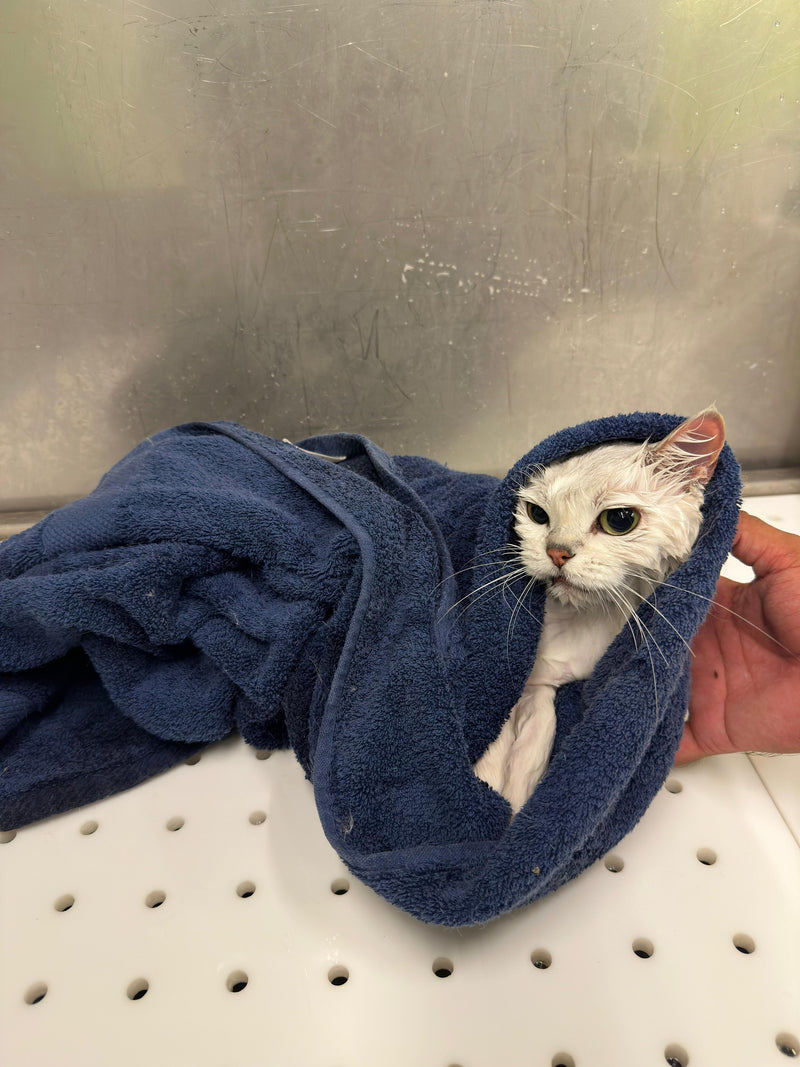 Drying cat after a shower in Doog Mobile Grooming