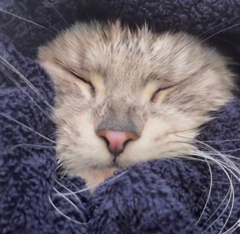 Cat being dried after a shower in Doog Mobile Grooming Van