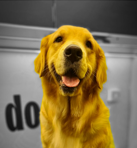 Cute labrador posing in the Doog Grooming van