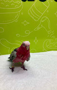 Load image into Gallery viewer, A little colorful bird looking fresh and vibrant after grooming, showcasing its bright feathers in a cheerful and well-lit grooming space.