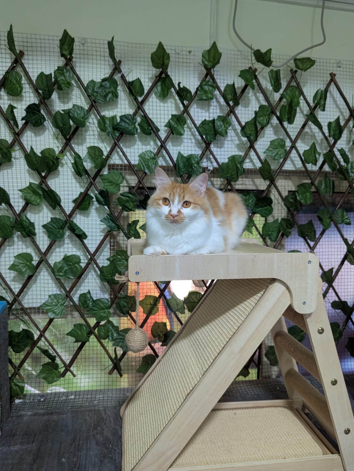 Cat Boarding Dubai - Main Image