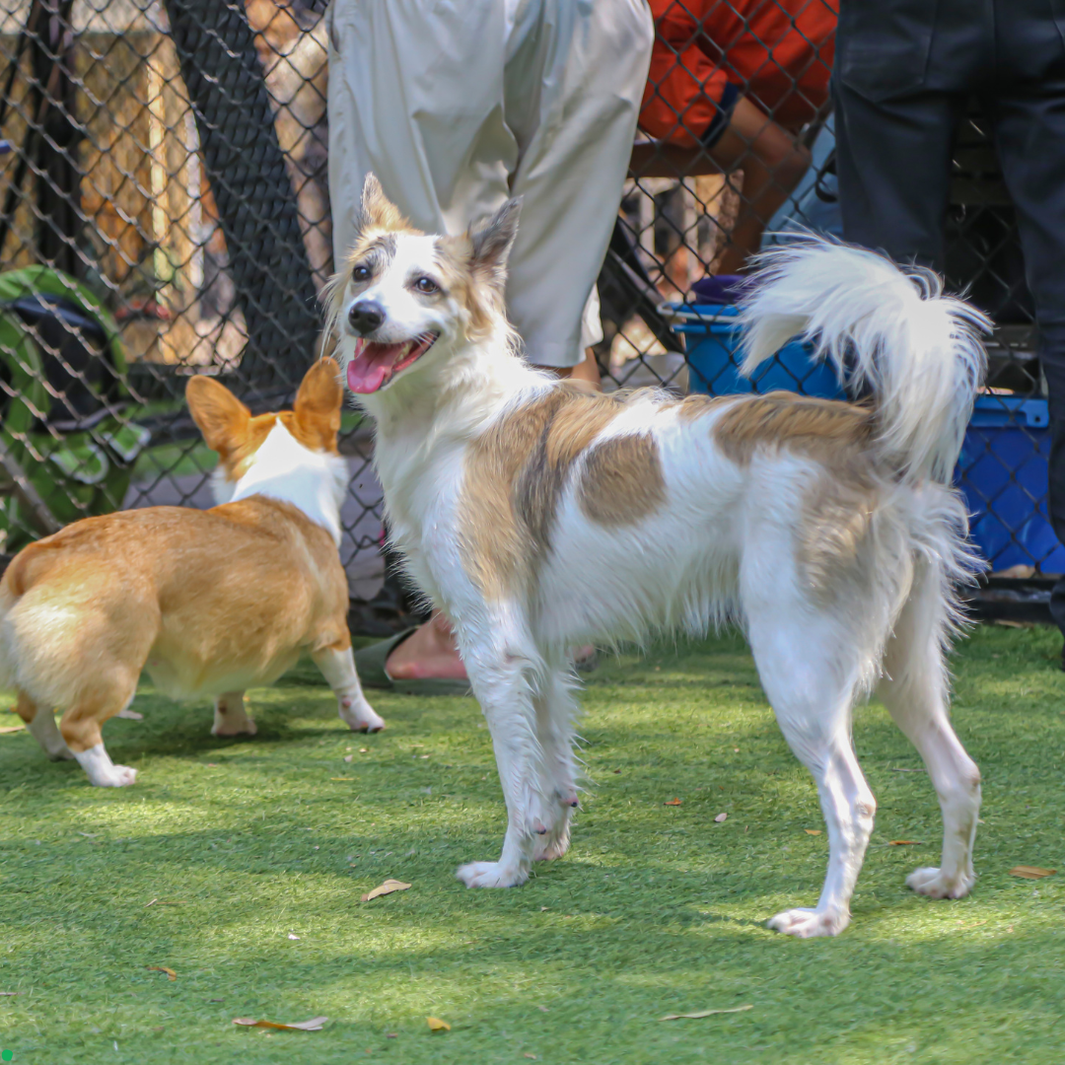 pet boarding dubai