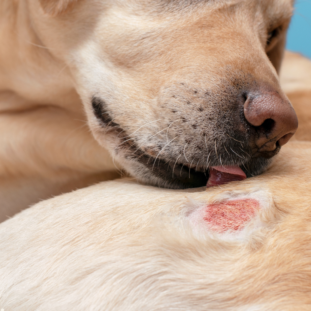 Medicated pet bath for sensitive skin treatment