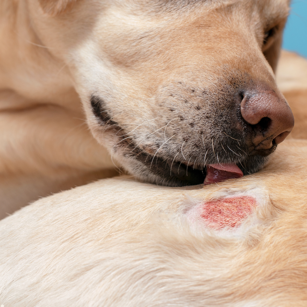 Medicated pet bath for sensitive skin treatment
