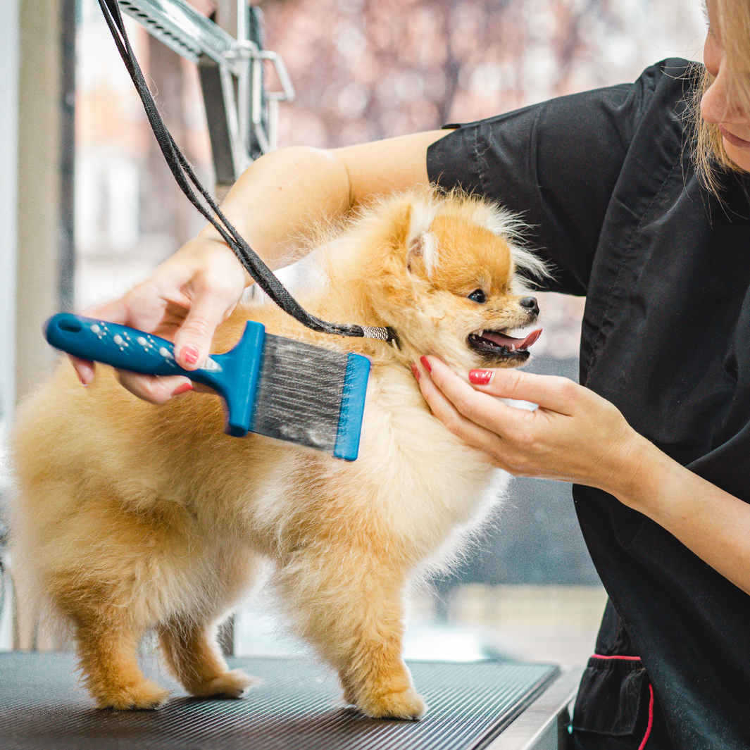 cheap pet grooming near me