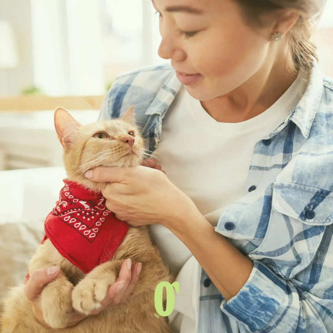 Your Feline Friend's Home Away From Home: Cat Sitting in Dubai with Doog