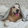 pet friendly hotels dubai