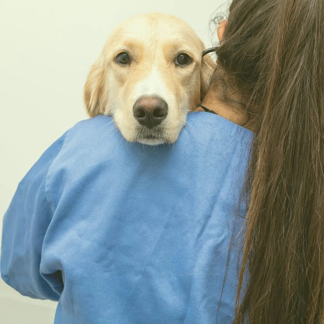 veterinary clinic in dubai