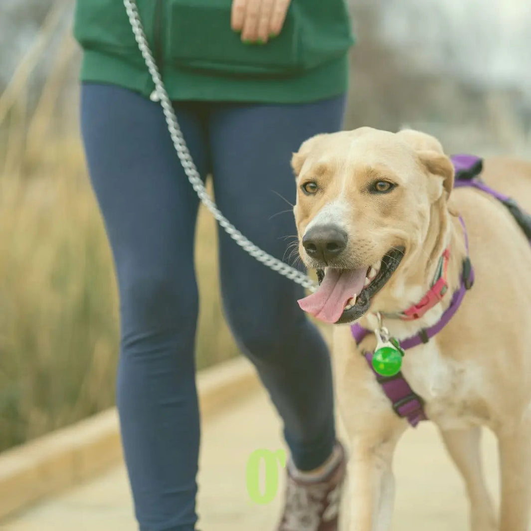 dog walking service dubai