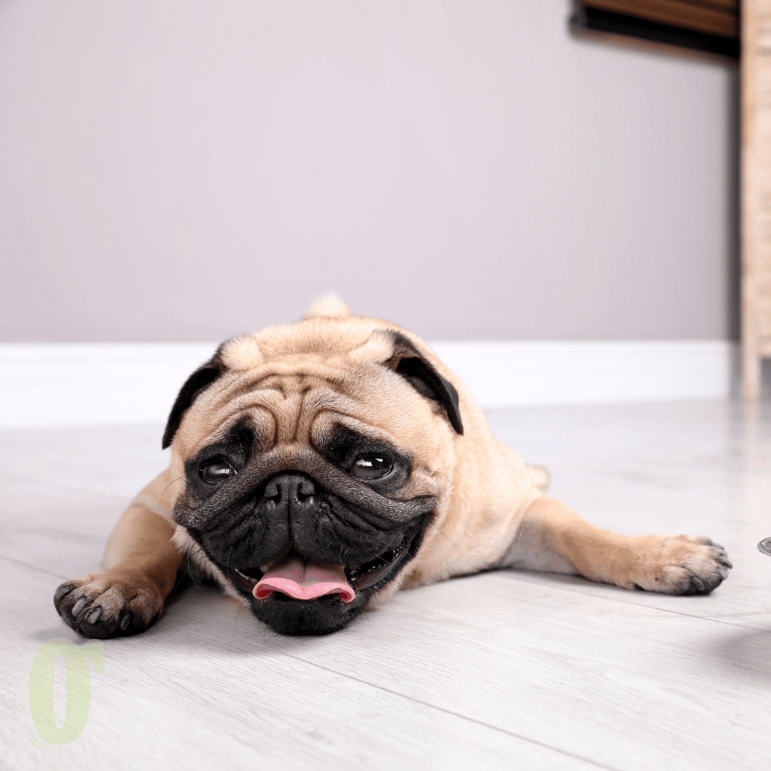 Pet Care in Dubai’s Heat – Boarding, Daycare, Grooming & Transport Tips
