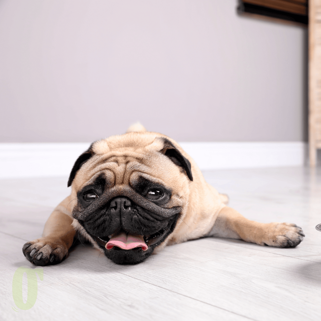 Pet Care in Dubai’s Heat – Boarding, Daycare, Grooming & Transport Tips