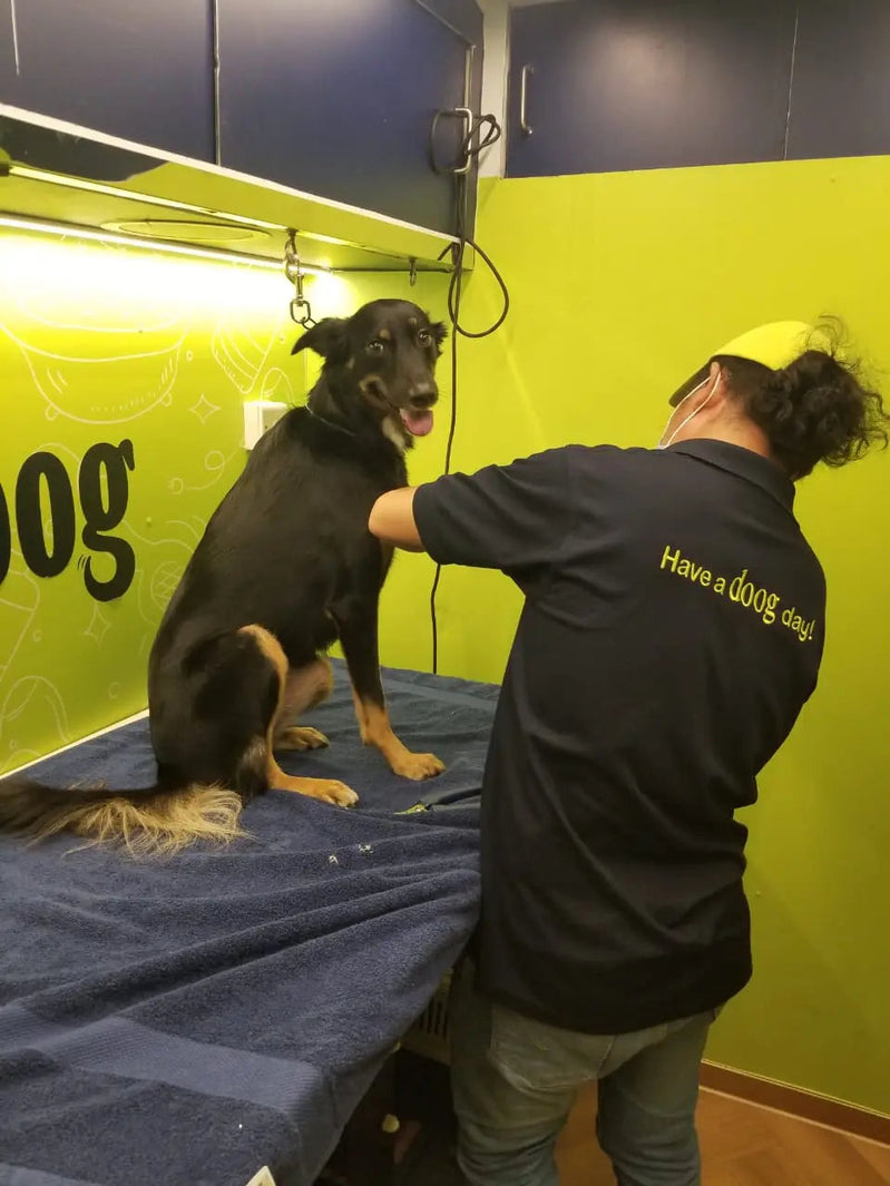 dog mobile grooming