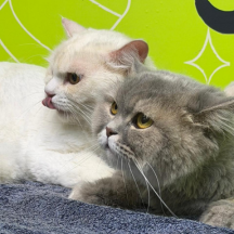 cat grooming dubai