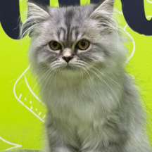 cat grooming dubai