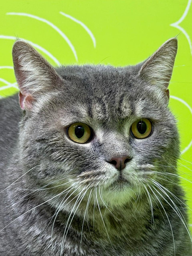 cat grooming in damac hills