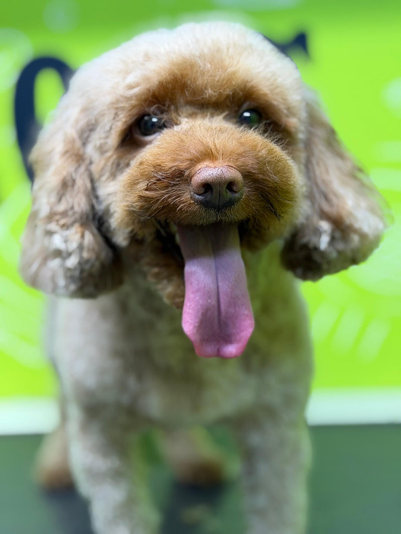 How Much Does Mobile Dog Grooming Cost in Dubai?