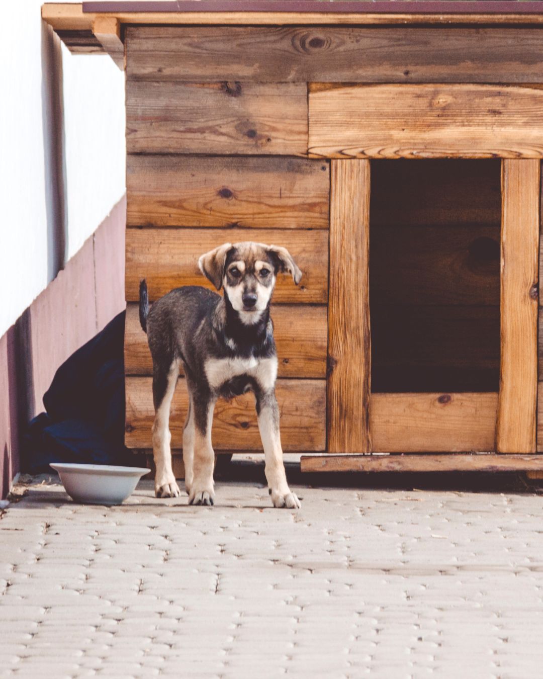 Essential Den	- Dog House