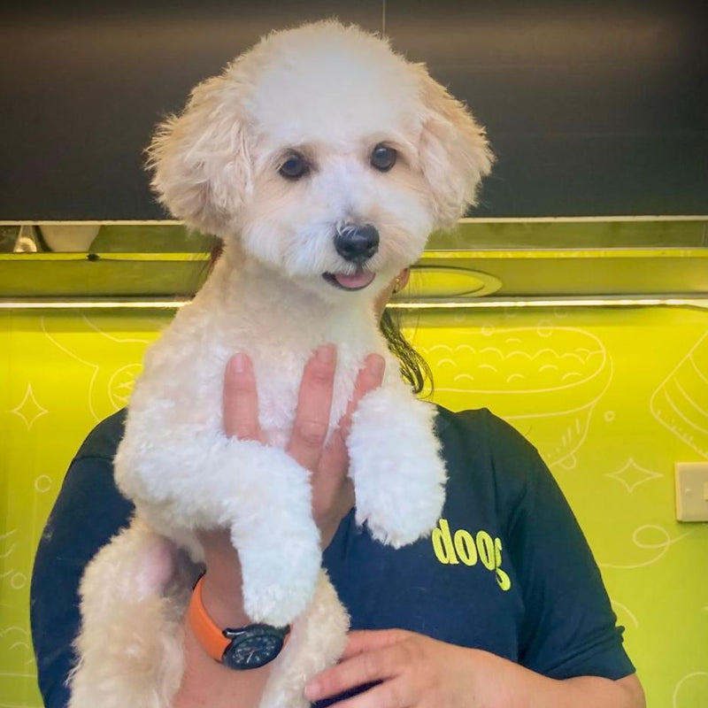 A smiling white dog, freshly groomed and looking happy, showcasing the top-quality grooming services provided by Doog.