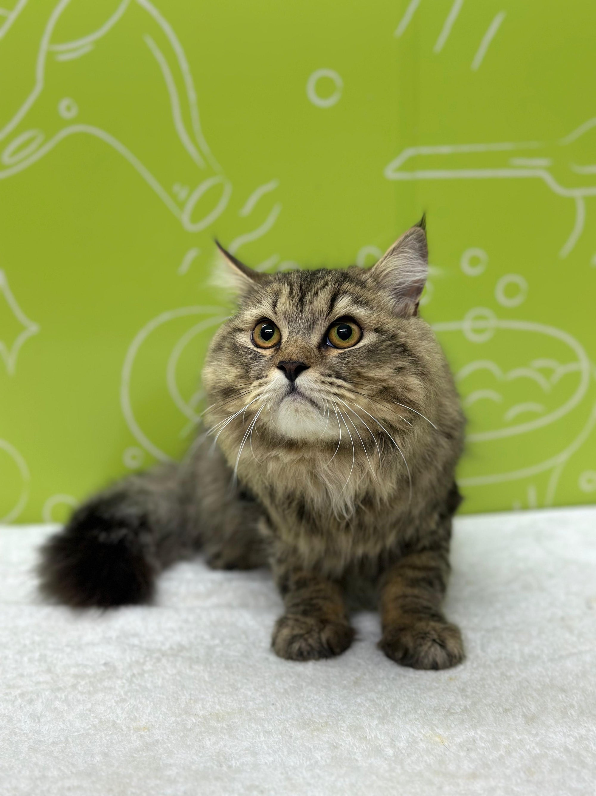 Cat enjoying a warm bath during grooming