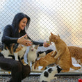 Load image into Gallery viewer, Pet Boarding & Daycare
