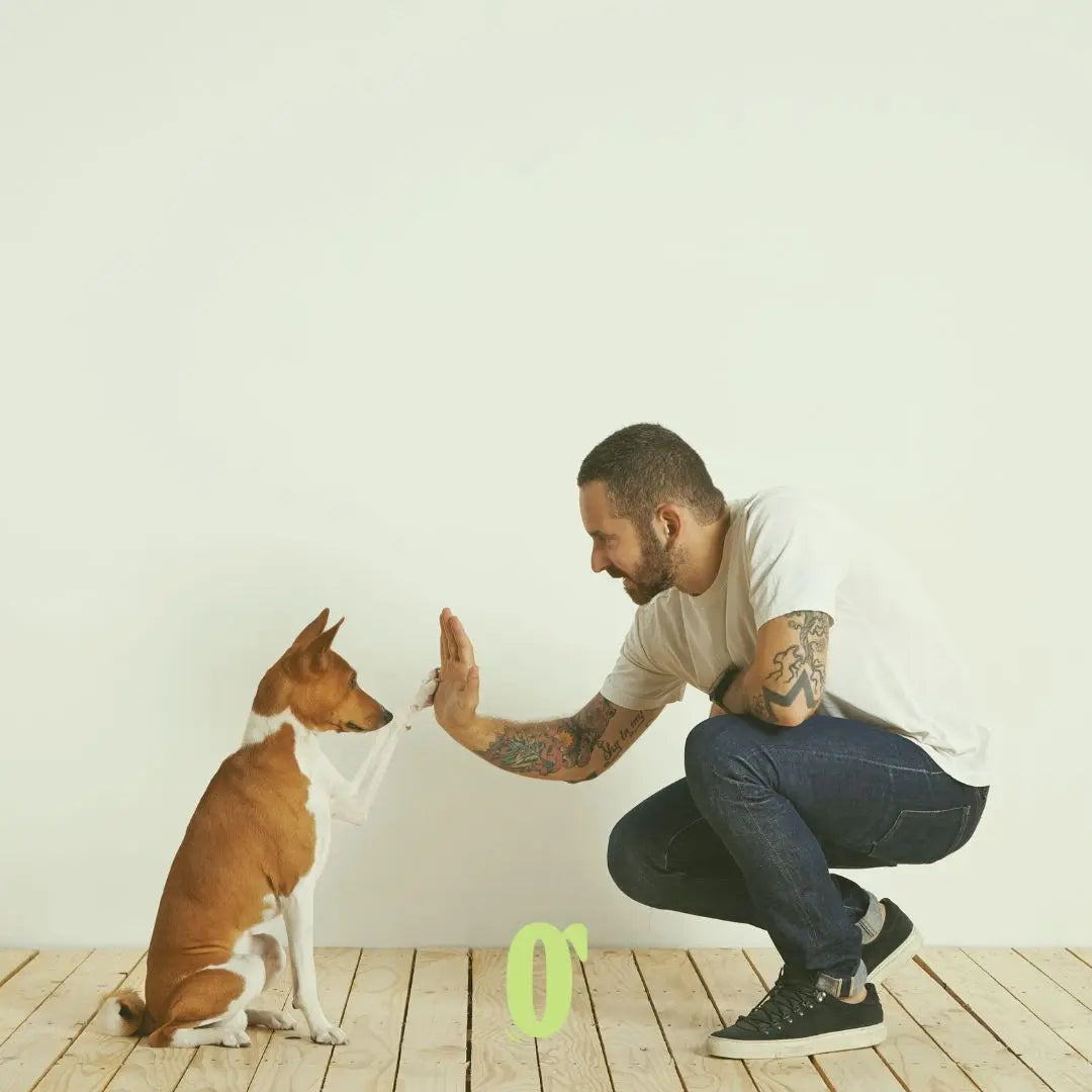 Dog Training Dubai