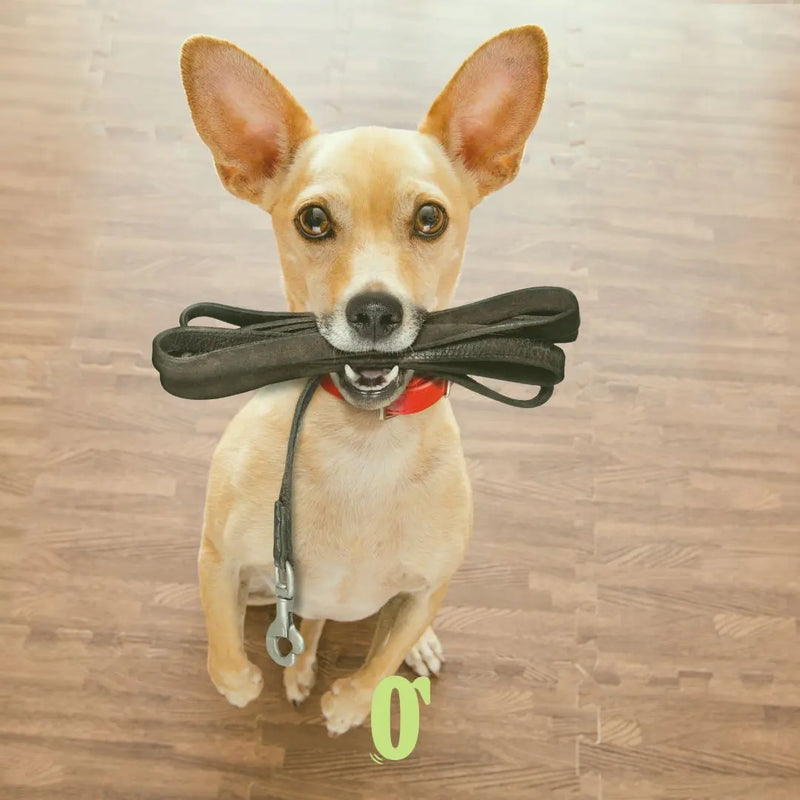 Happy dog ready for a walk by Doog walking team