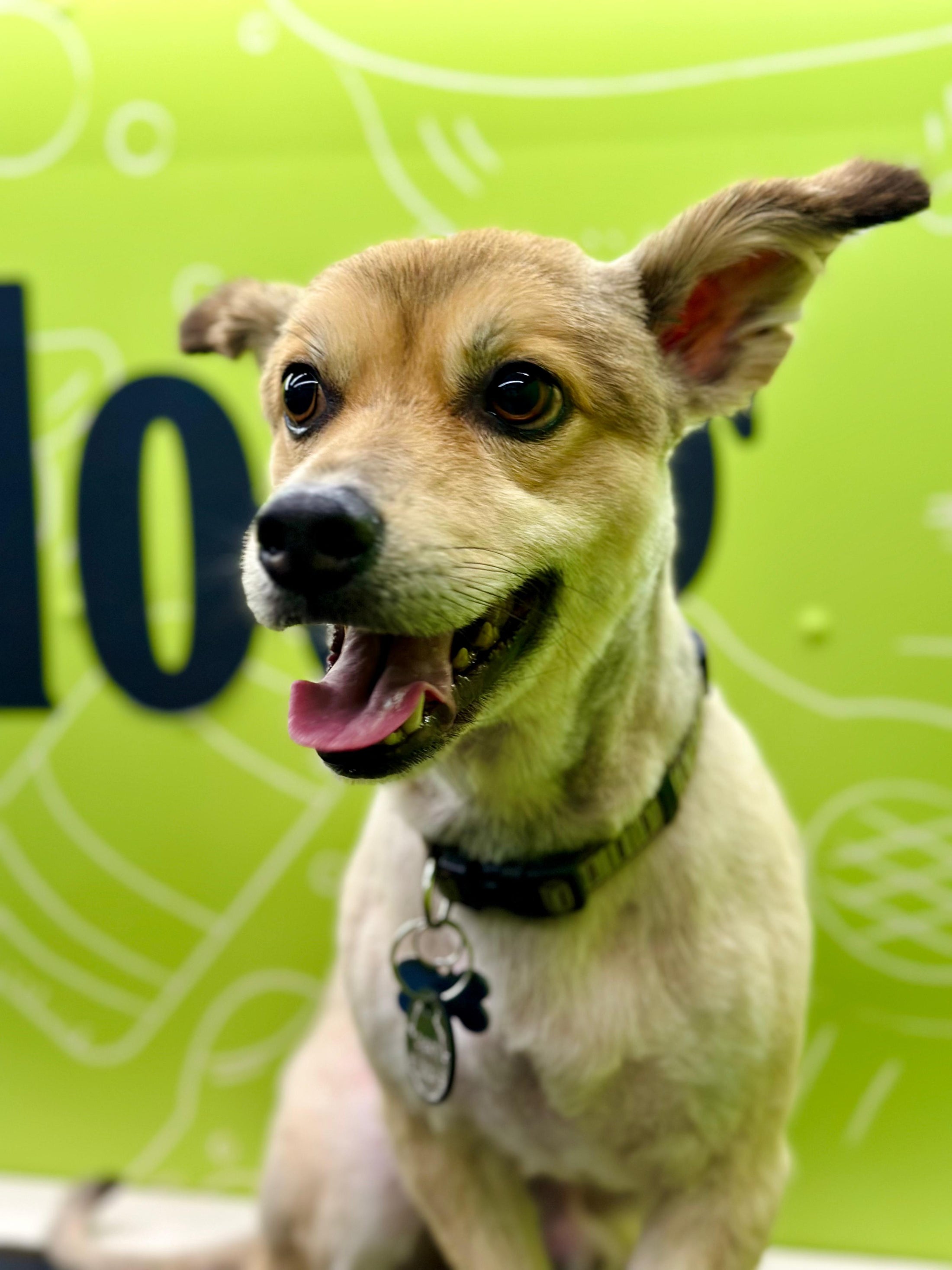 Happy dog smiling and laughing during grooming in Doog mobile van