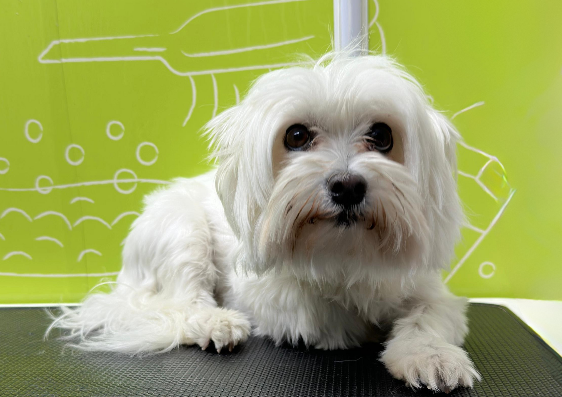 Professional dog grooming service in Ras Al Khaimah by Doog