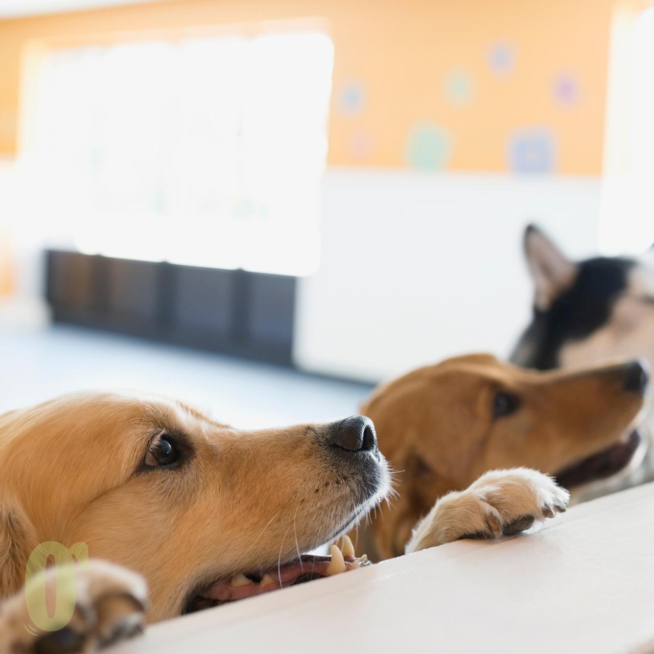 Pet Boarding Daycare RAK – Doog - Main Image