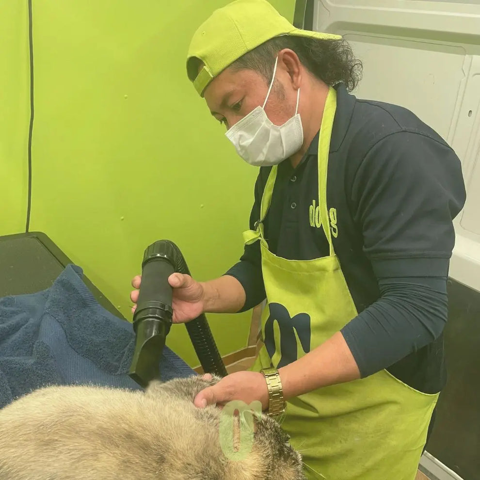 Gallery Detail: Professional Cat Grooming Dubai Mobile Cat Grooming Services