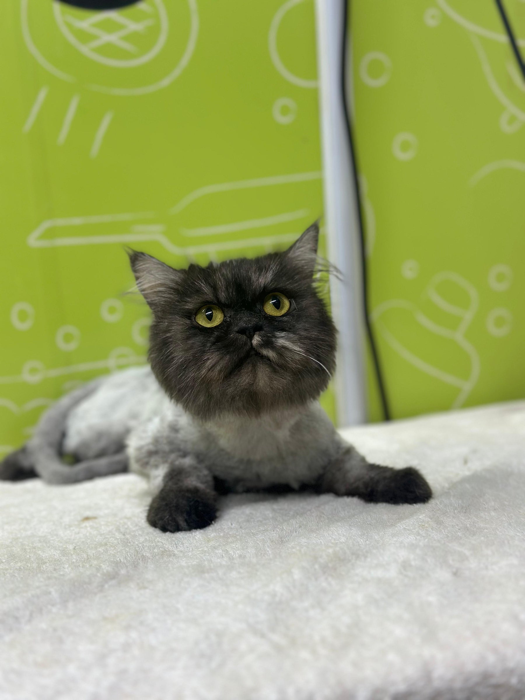 Mobile cat grooming service at home in Dubai