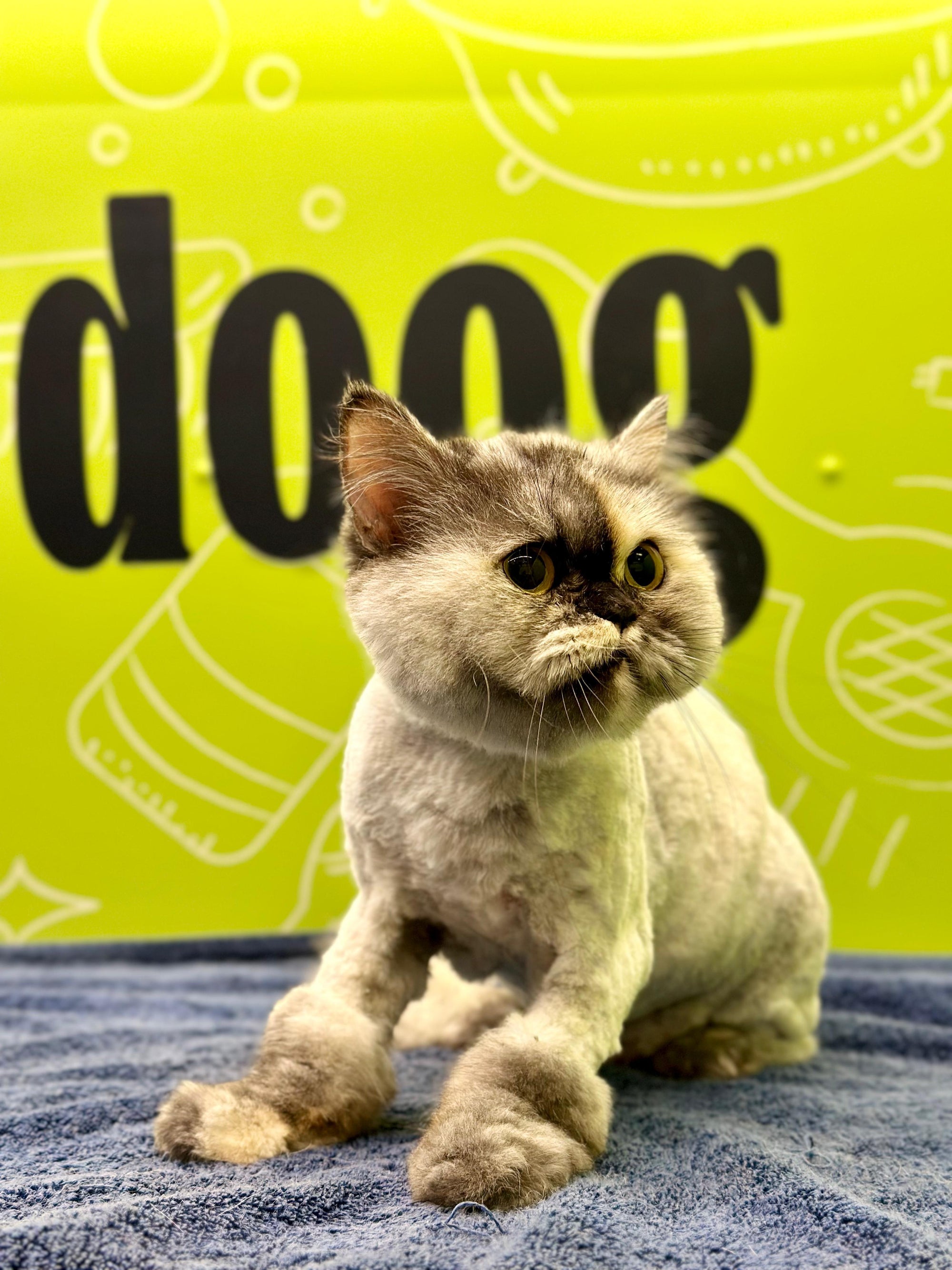 Mobile cat grooming at your home in Ras Al Khaimah