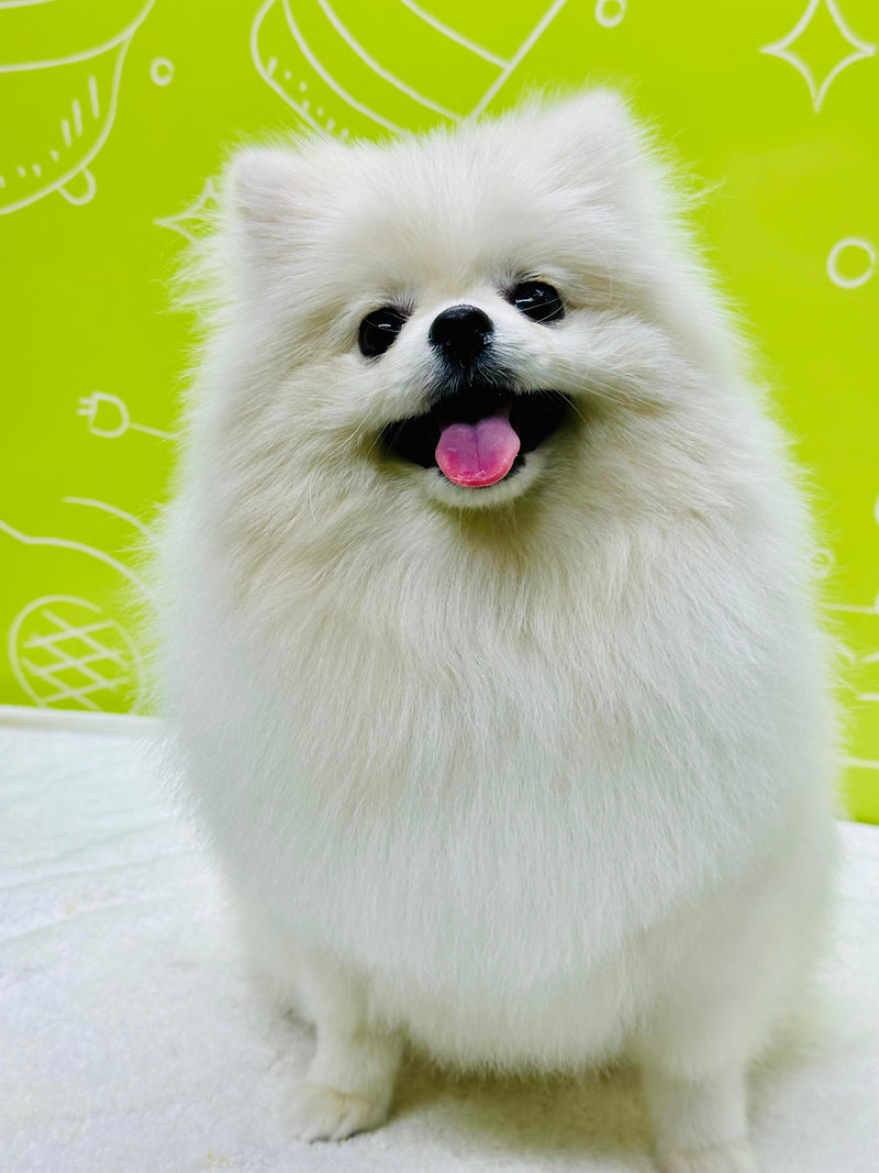 A happy Pomeranian with a fluffy coat, looking joyful after grooming, showcasing its bright eyes and playful demeanor in a cheerful setting.