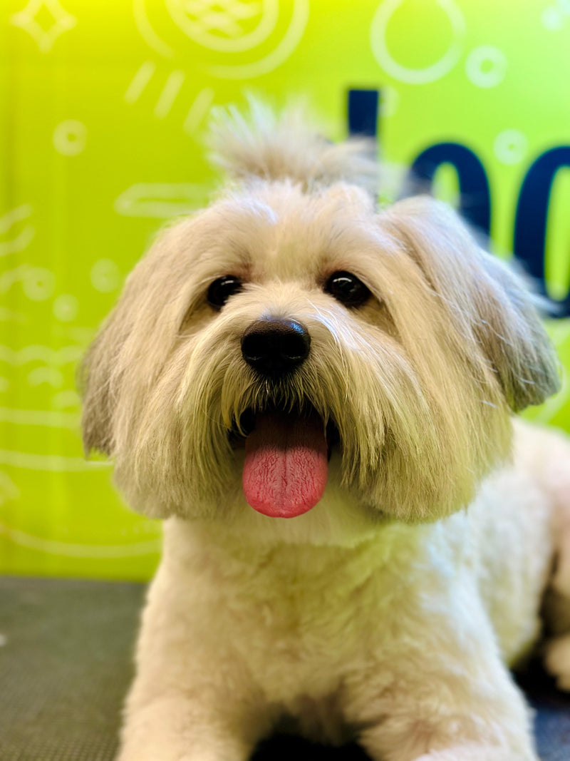 Fluffy puppy being dried post-shower in Doog mobile pet salon