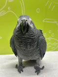 Load image into Gallery viewer, Bird Grooming
