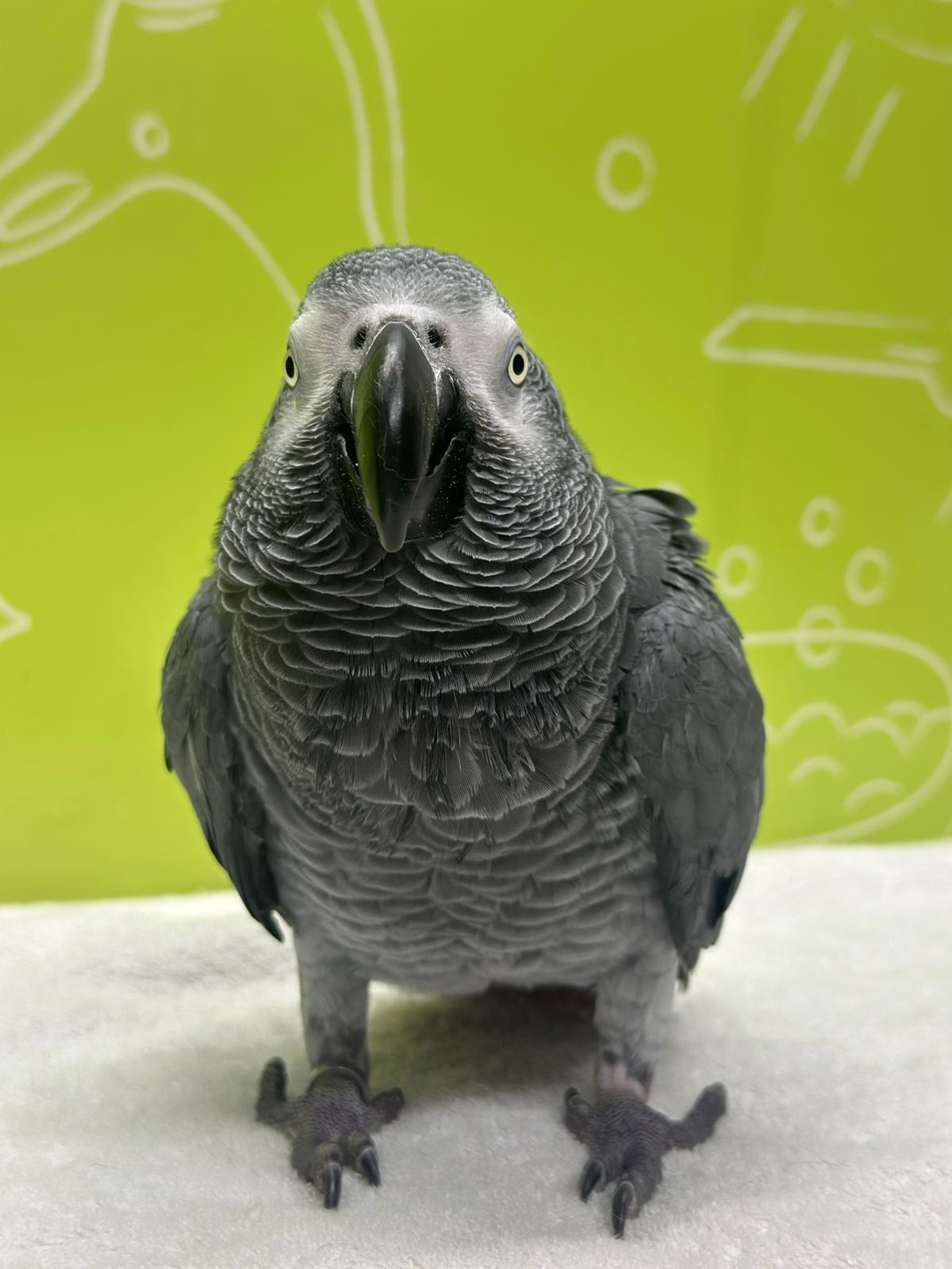 Bird Grooming