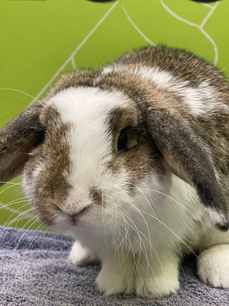 Rabbit Grooming Dubai