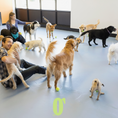 Load image into Gallery viewer, Pet Boarding & Daycare
